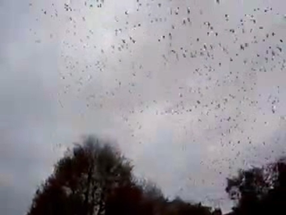 Les étourneaux 2