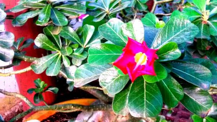 Cantinho das Orquideas