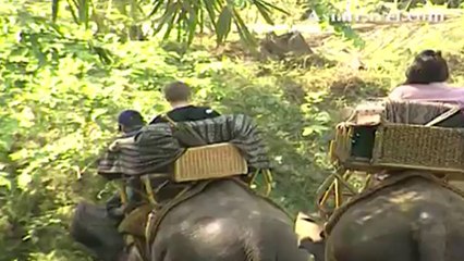 Elephants Tour, Indonesia by Asiatravel.com