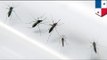 Genetically modified mosquitoes to release in Panama to halt dengue virus