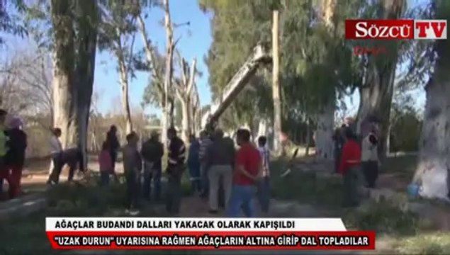 Ağaçlar budandı dalları yakacak olarak kapışıldı