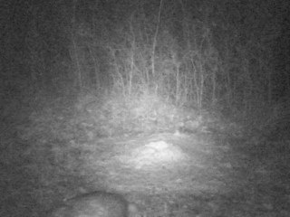 PICT0010 14/02/2014 blaireau à 01h35