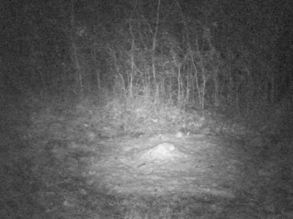 PICT0012 16/02/2014 blaireau à 04h49