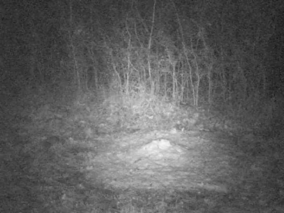 PICT0013 16/02/2014 genette à 20h38