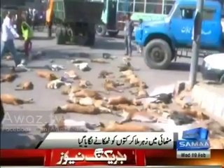 Karachi sub Kuttey Marry Jain Gey