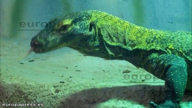 Los dragones de Komodo llegan a Faunia