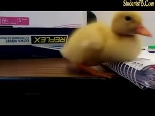 duck sleeping in class