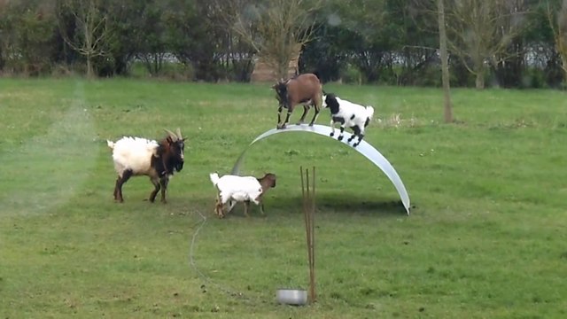 Chèvres en équilibre - goats balancing on a flexible steel ribbon