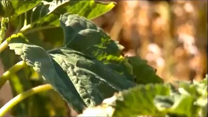 KWS - Dragon_ 335 _15.02.2014.