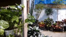 Silk Plants For Indoor Landscaping