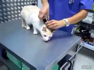 Comment désactiver un chat ?