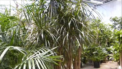 Dracaena Marginata plant and Bamboo Palm Tree