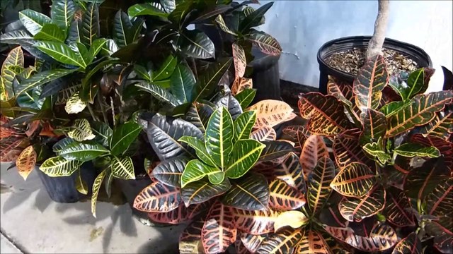 Indoor Landscaping Plants