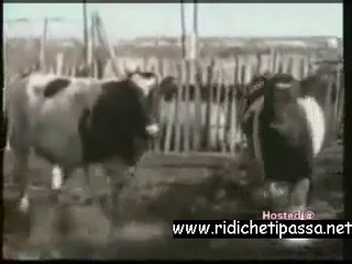 Gli imprevisti dell_allevatore