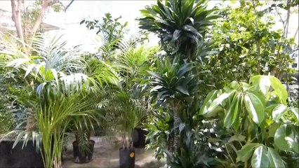 Kentia and Raphis Palm Tree For Homes