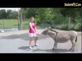 jealous donkey
