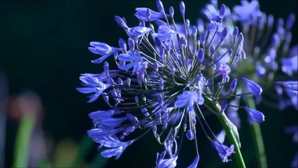 ° Je regarde ce monde °