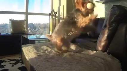 Dog Fails at Playing Catch