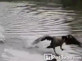 Waterskiing Goose