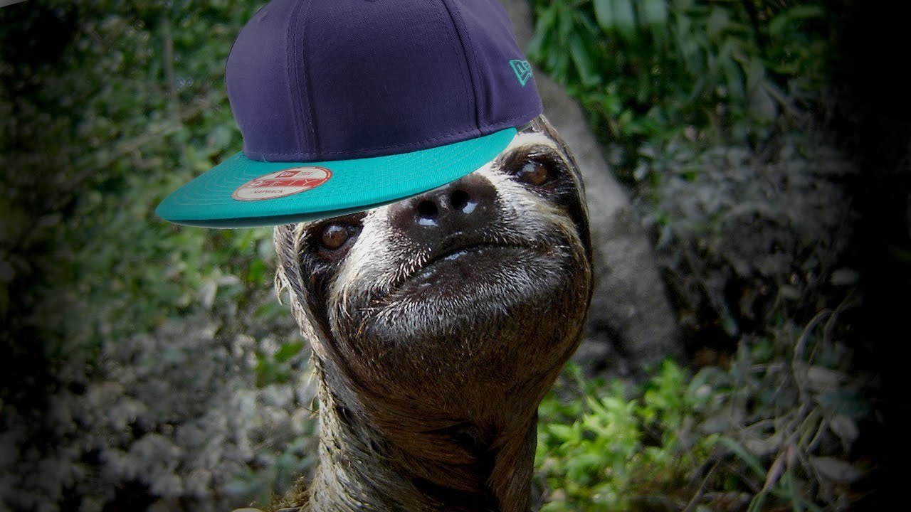 SLOTH LIFE