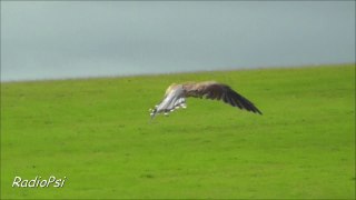 Sparrowhawk Hovering ( in Slow Motion )
