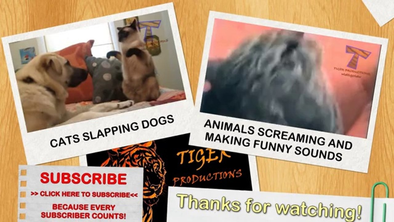 animals_can_be_so_annoying_-_funny_animal_compilation