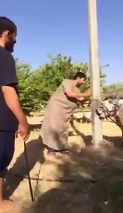 بزانه چی له‌و ئه‌سپه داماوه ده‌کات