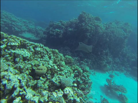 Stage Immersion avec les dauphins - Hurghada Octobre 2013