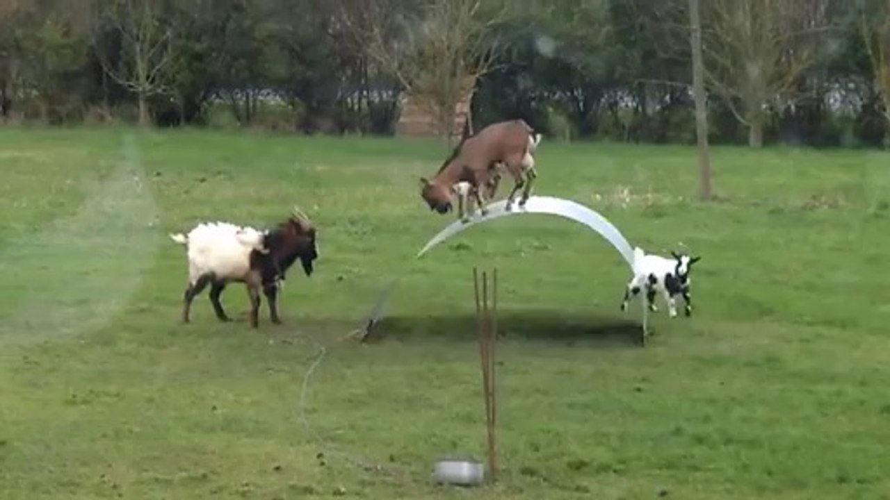 Amazing Stunts- goats balancing on a flexible steel ribbon