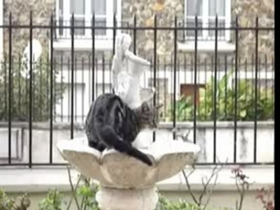 Chaton et chienne  2006