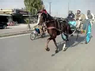 horse race try(jamal shah horse rawalpindi)