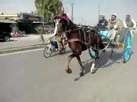 horse race try(jamal shah horse rawalpindi)