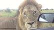 Safari Lions Up Close and Personal