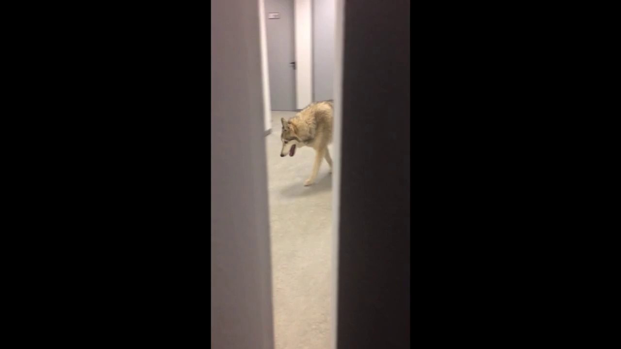 Noi surprize în hotelurile de la Soci. „Cred că am văzut un lup pe hol”.