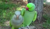 amazing Parrot finches brid  world's Videos_4