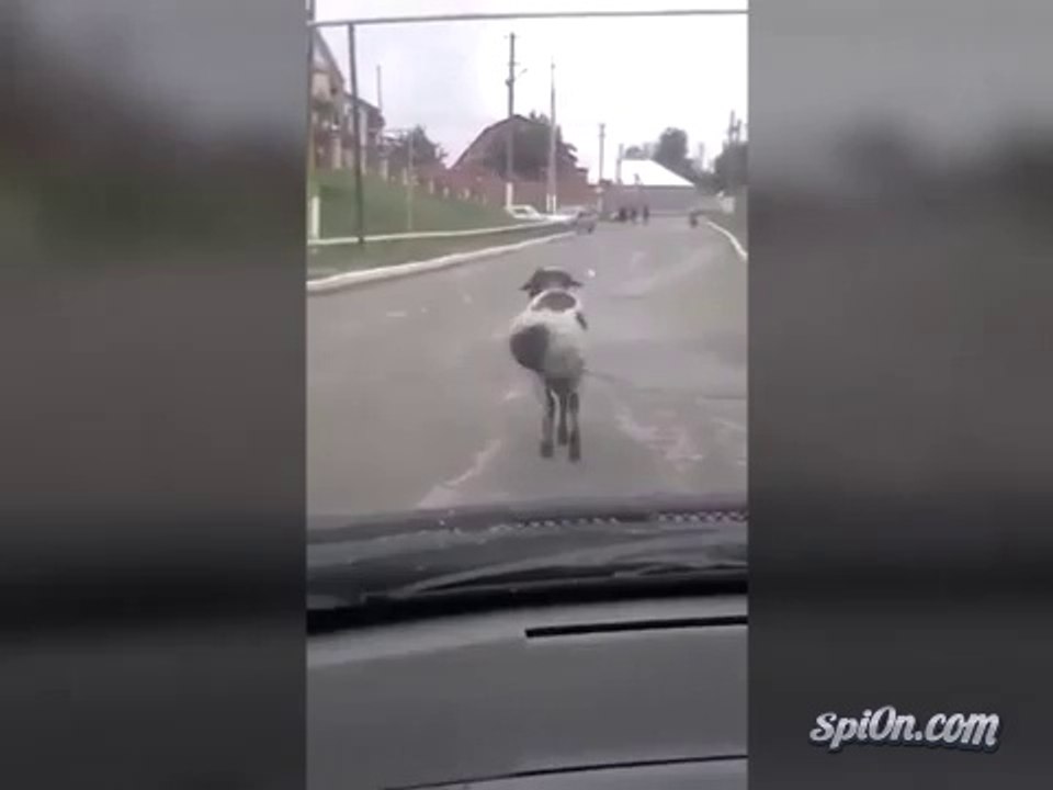 Le mouton qui roule du cul