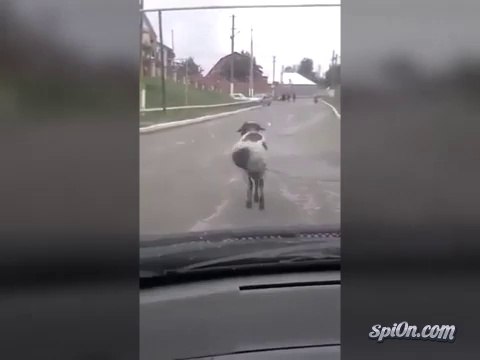 Le mouton qui roule du cul