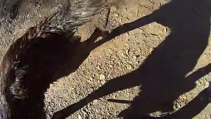 Petite sortie avec le chien 02