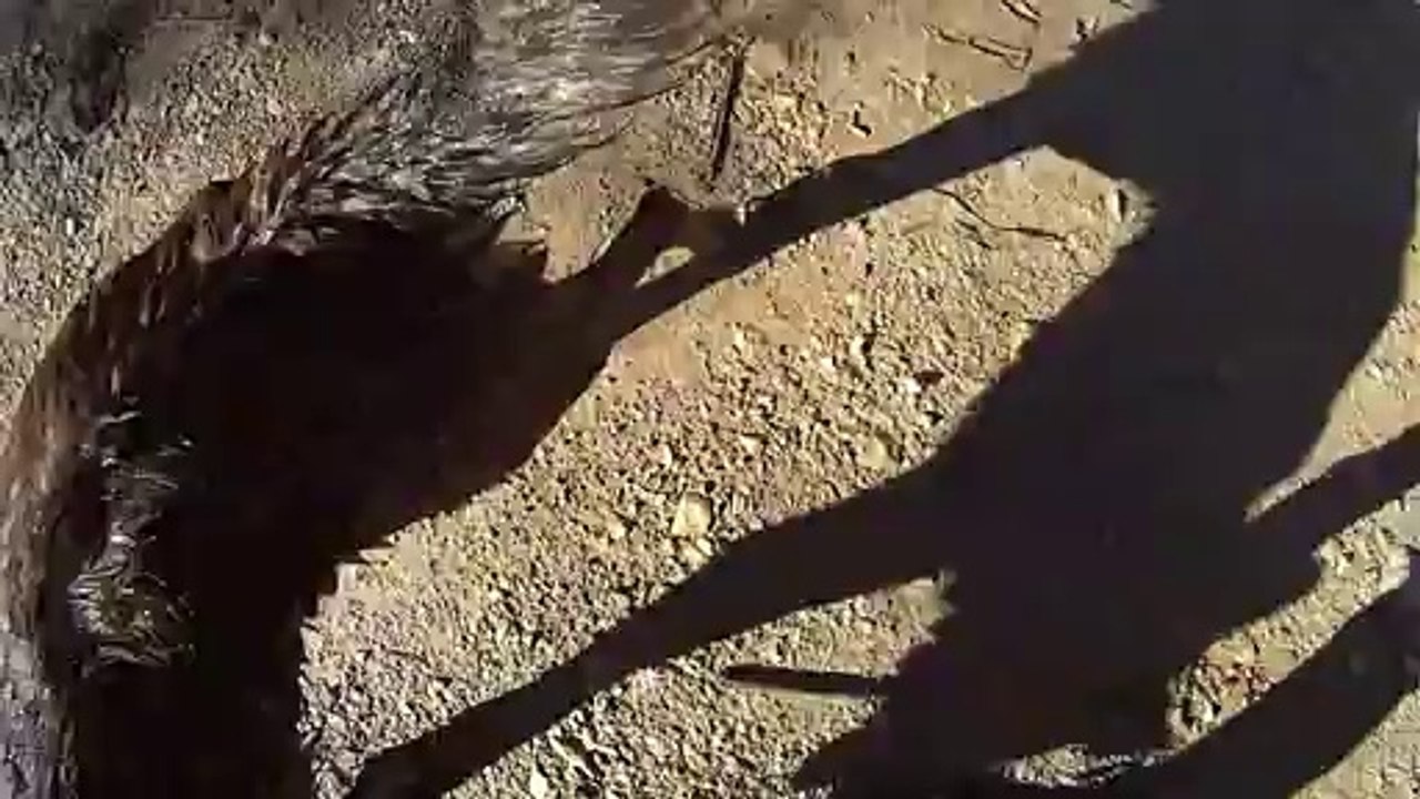 Petite sortie avec le chien 02