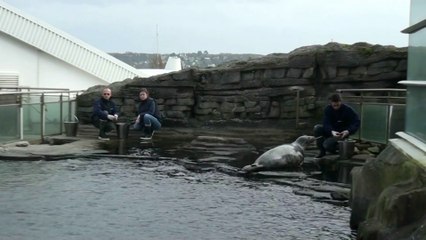 Océanopolis. Le parc s'apprête à accueillir son dix millionième visiteur !