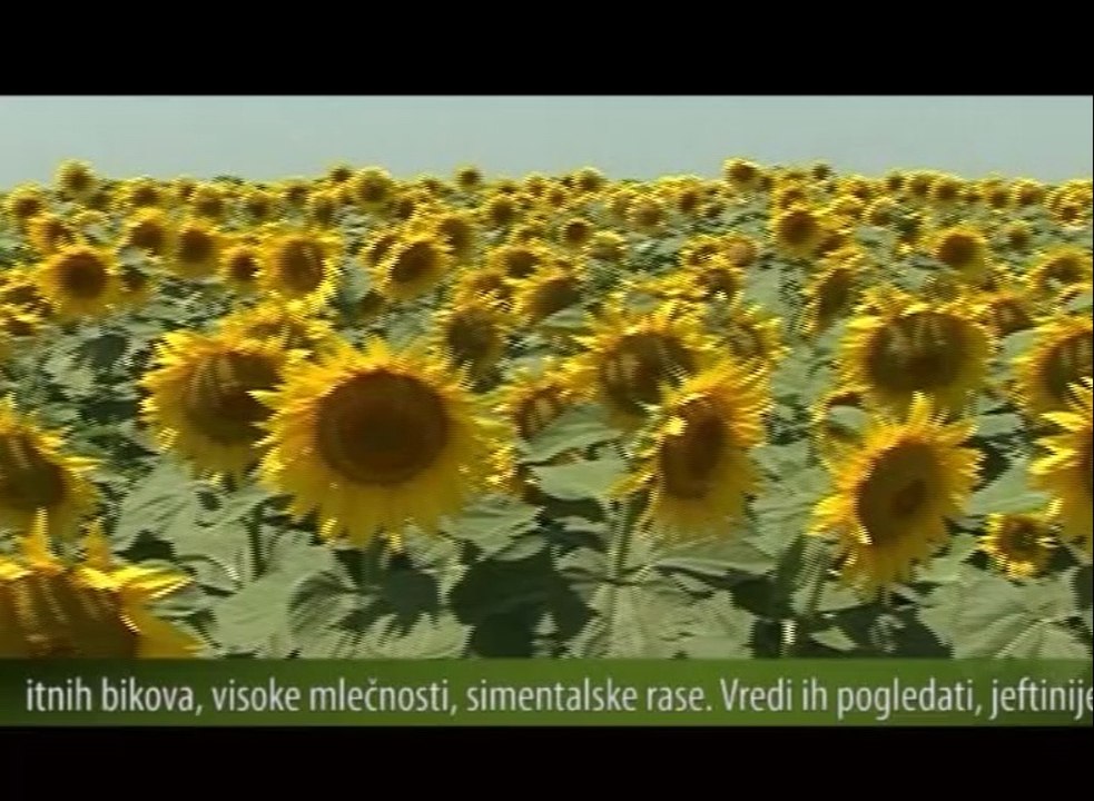 Ratari traže da se odredi cena suncokreta pre setve_ 335 _15.02.2014.