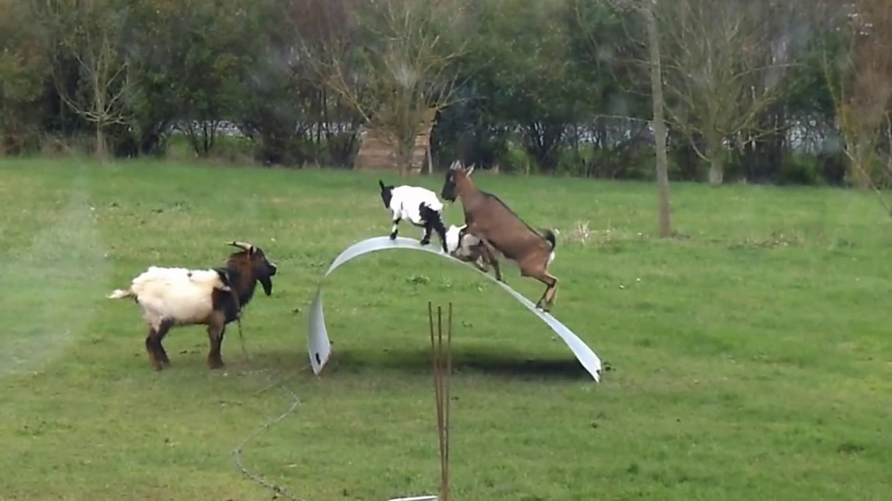 So funny Goats playing!