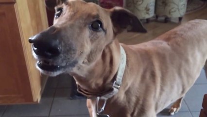 Funny Dog With Chainsaw Sounds !!
