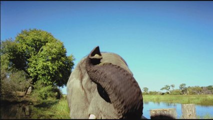 AFRICAN SAFARI EN 3D - Bande-annonce VF