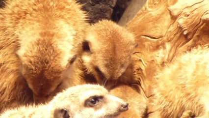 Funny Tired Meerkat At Dortmund Zoo!!
