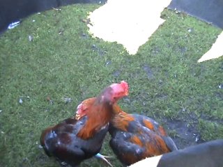 birmanie patte blanc moi vs thai americain 2eme round