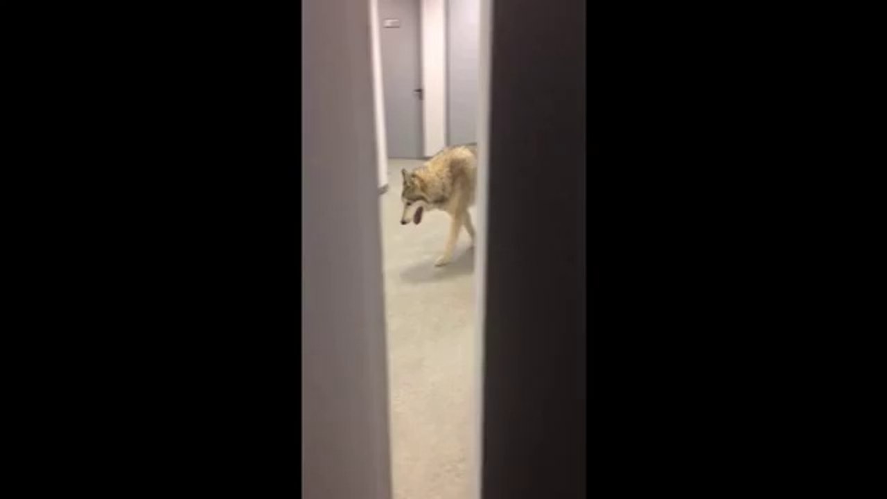 Wolf