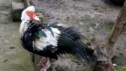 Piou-piou se sèche les plumes 2