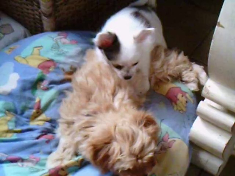 chihuahua & Bichon Havanais un après midi de février 2014