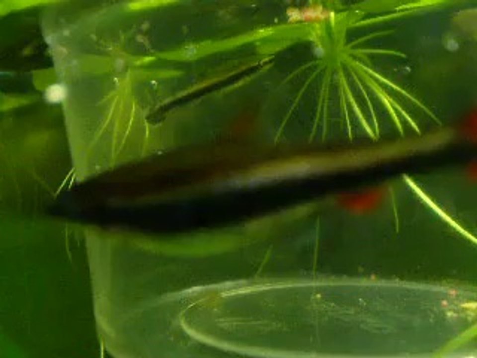 Alevin Poisson Crayon Jours 49